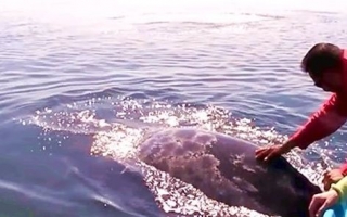 Balene da vicino 
